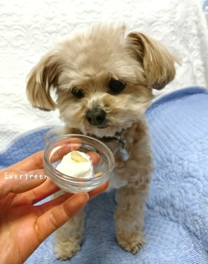 人生わんこ。_d0362666_20353405.jpg
