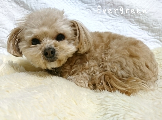 人生わんこ。_d0362666_20394913.jpg