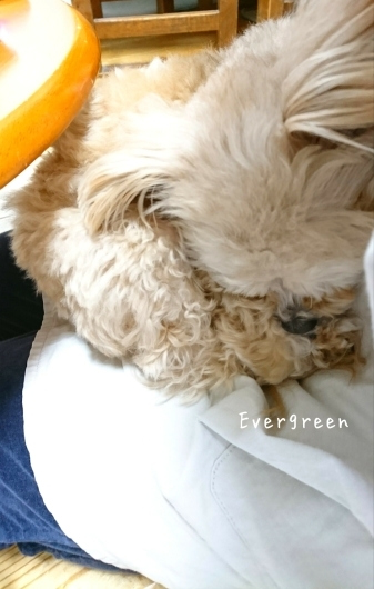 人生わんこ。_d0362666_20434287.jpg