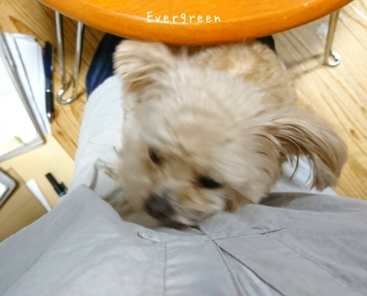 人生わんこ。_d0362666_20461359.jpg
