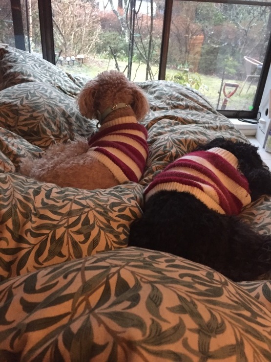b0098584_16382305.jpeg