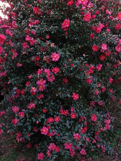 e0130185_16454712.jpg