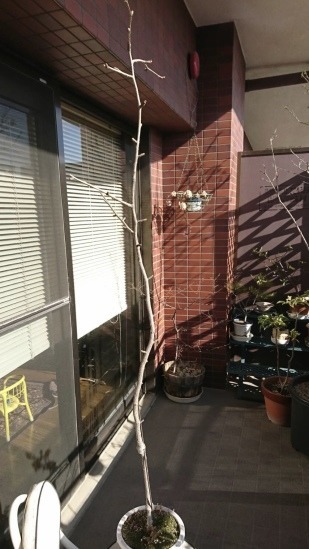 b0325317_18203269.jpeg