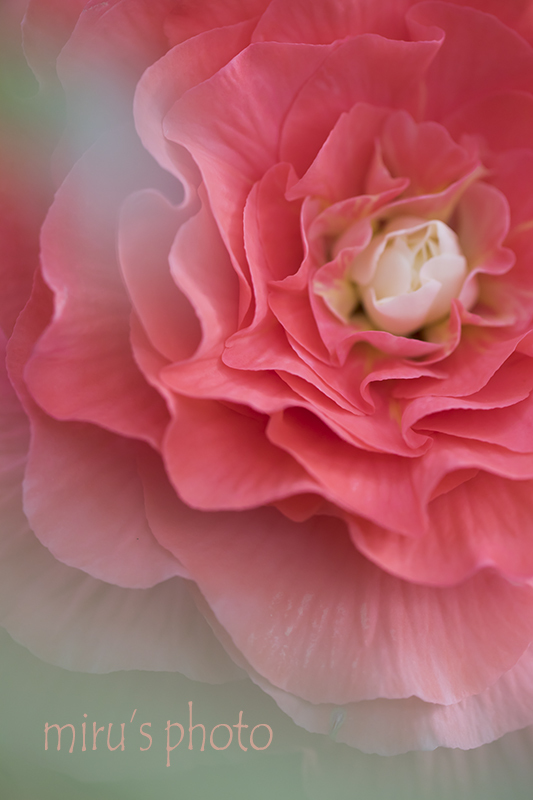 c0037519_01041571.jpg