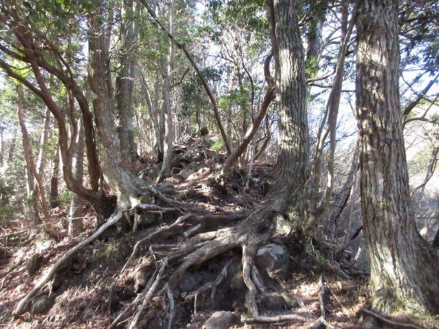 箱根　金太郎の里から登る金時山　　　　　Mount Kintoki in Fuji-Hakone-Izu National Park_f0308721_13191126.jpg