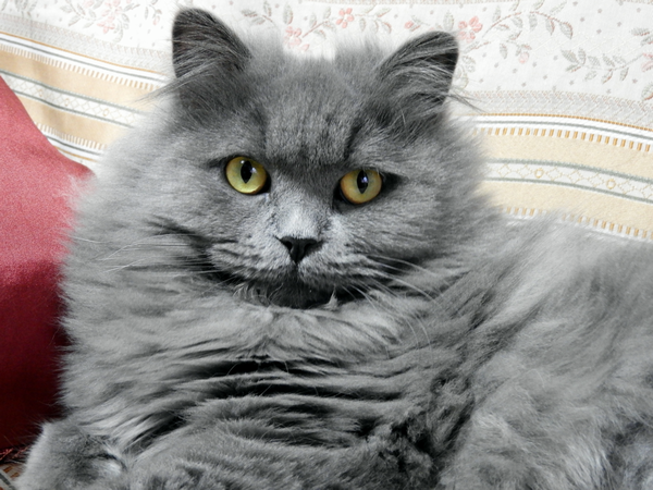 a0354432_19282376.png