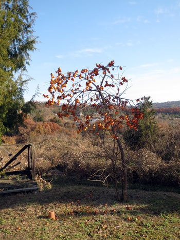柿の木 と 栗の木 の落葉の違い ちょい古道具ライフ