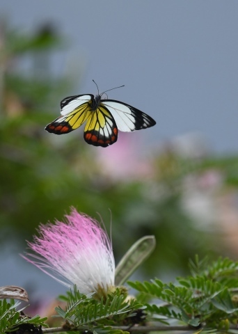 ベニモンシロチョウ　　　in  台湾_d0285540_21123315.jpg