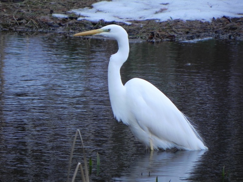 見晴公園だより　サギ飛来_e0145841_14285782.jpg