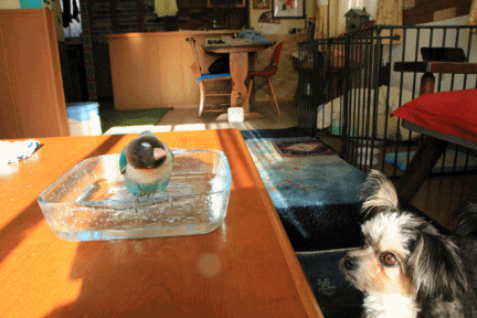 c0145250_09141493.gif