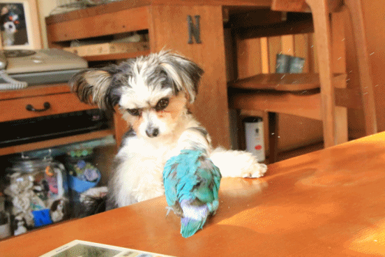 c0145250_09142616.gif