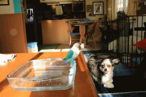 c0145250_09143346.gif