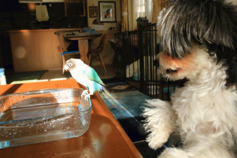 c0145250_09145771.gif