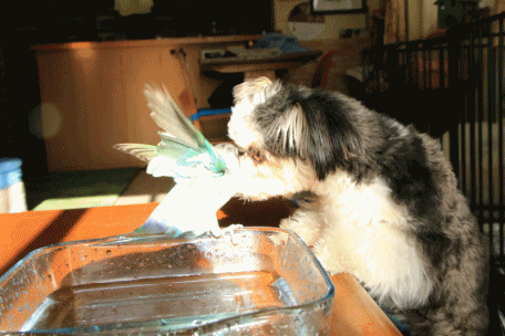c0145250_09151017.gif