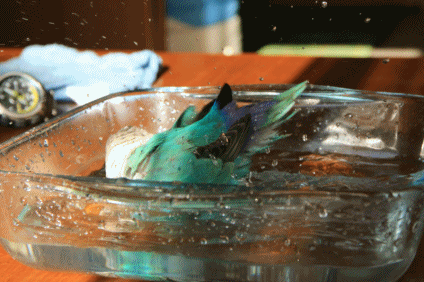 c0145250_09151918.gif