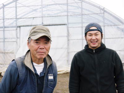 熊本セロリ『清正人参』 令和2年は1月10日より朝採り即日発送で出荷いたします!_a0254656_18275800.jpg