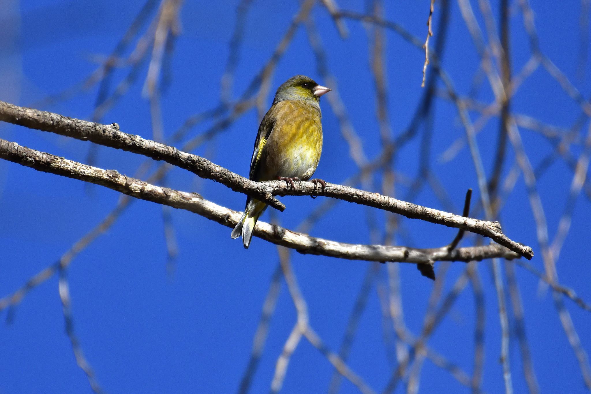 釜の淵公園、永山公園の野鳥_d0328977_19260403.jpg