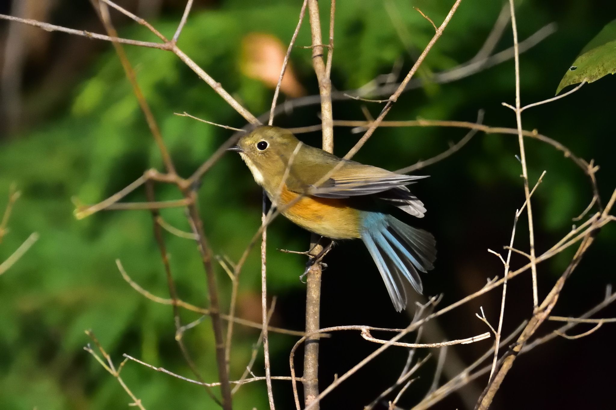 釜の淵公園、永山公園の野鳥_d0328977_19272447.jpg