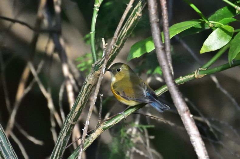 釜の淵公園、永山公園の野鳥_d0328977_19272455.jpg