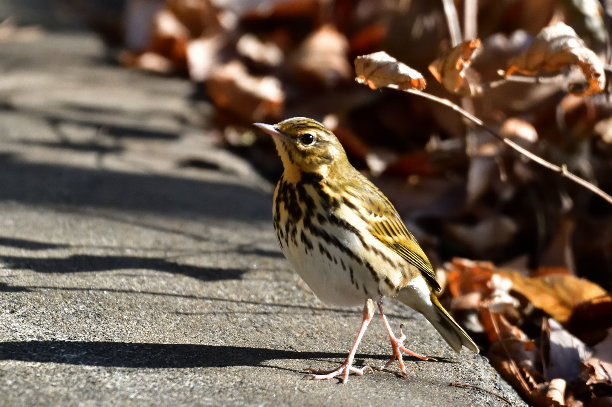 釜の淵公園、永山公園の野鳥_d0328977_19272591.jpg