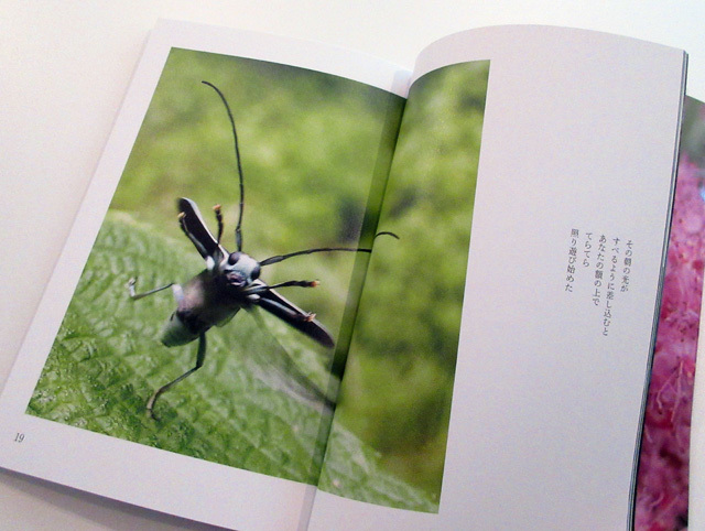 詩と写真と虫の本。_f0071480_17281209.jpg