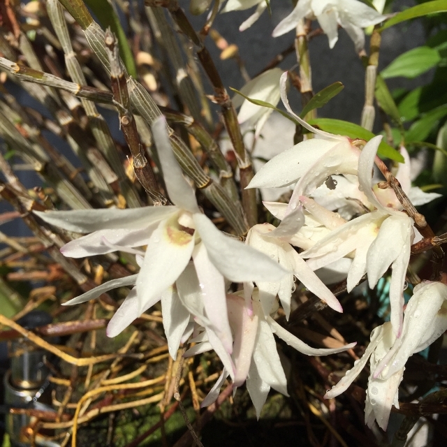 Dendrobium (Den.) moniliforme_d0007501_07133542.jpg