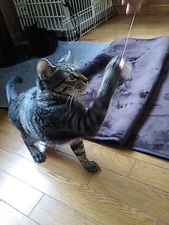 睡眠の邪魔をする・・_f0242002_23441172.jpg