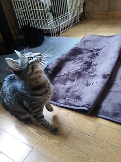 睡眠の邪魔をする・・_f0242002_23455788.jpg