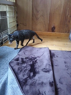 睡眠の邪魔をする・・_f0242002_23494126.jpg