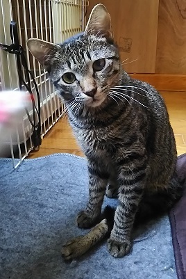 睡眠の邪魔をする・・_f0242002_23522935.jpg