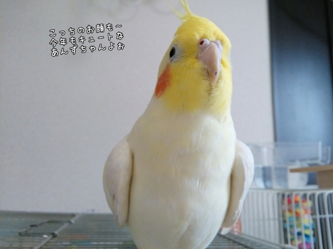 インコ３兄弟と仲間達の今年の目標！？_c0322903_23222089.jpg