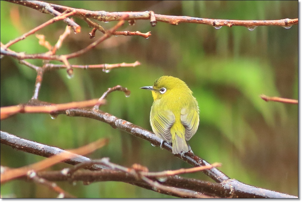 雨の日の野鳥たち ハチミツの海を渡る風の音