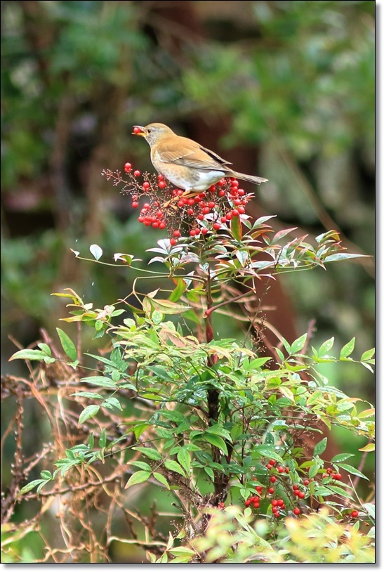 雨の日の野鳥たち ハチミツの海を渡る風の音