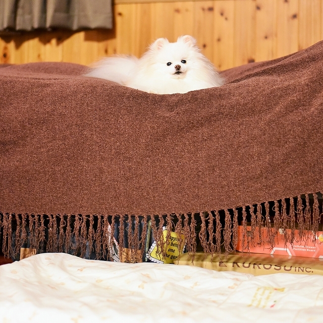 足の踏み場も無い_d0360206_00323963.jpg