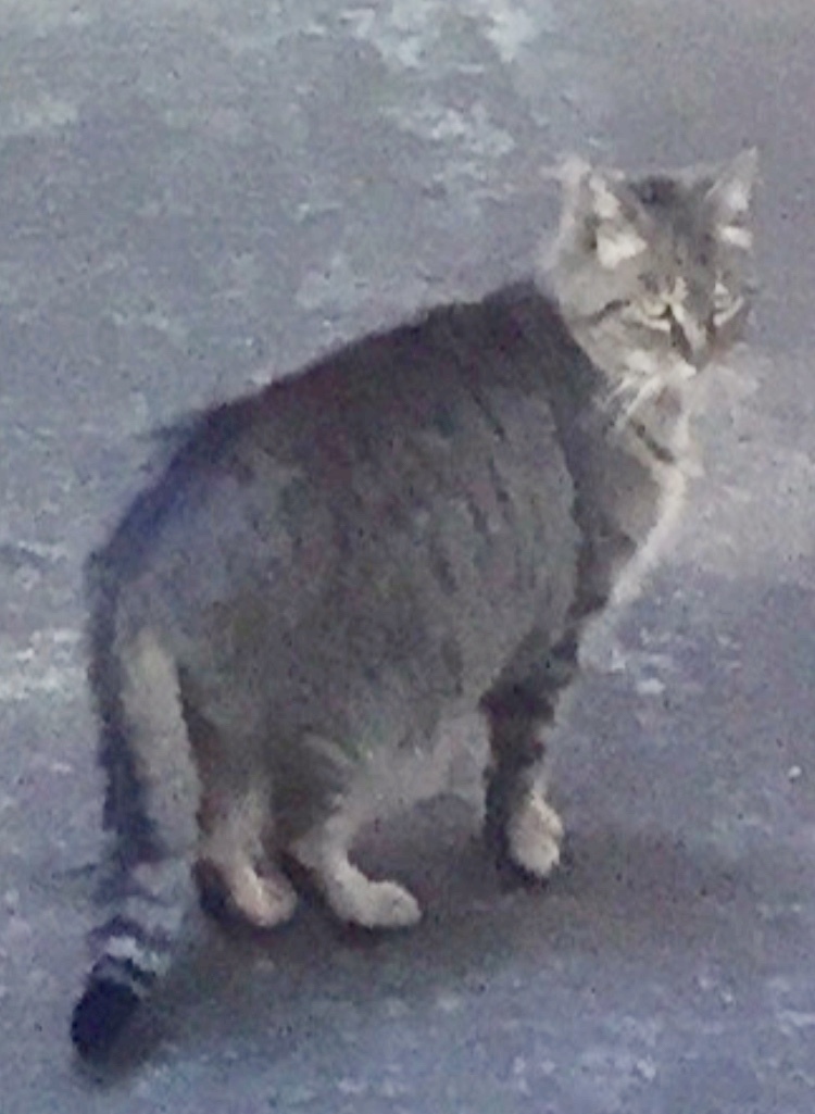 e0333819_17500178.jpeg