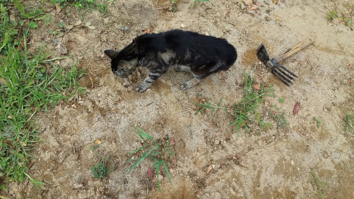 e0310424_08021366.jpeg