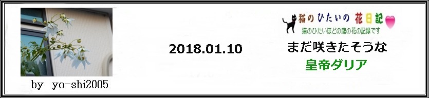 まだ咲きたそうな皇帝ダリア_e0033229_18423370.jpg