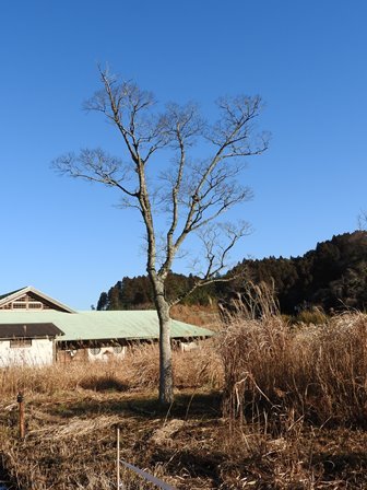 a0123836_14234777.jpg