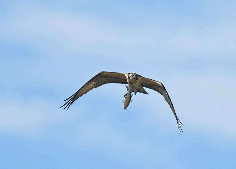 d0290240_15192762.gif