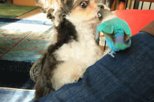 c0145250_10014045.gif