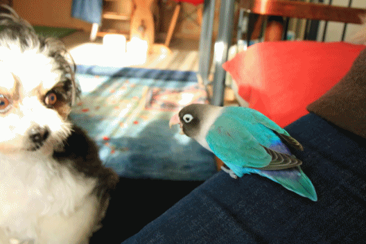 c0145250_10015337.gif