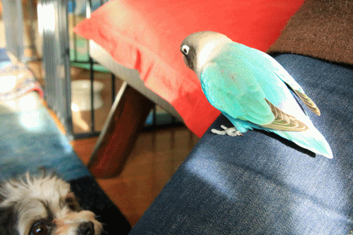c0145250_10015994.gif