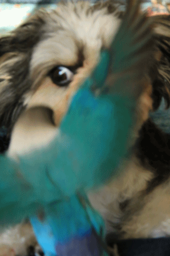 c0145250_10020910.gif