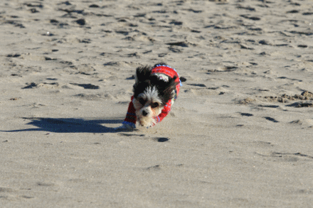 c0145250_10283860.gif