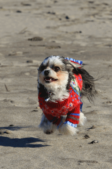 c0145250_10285337.gif