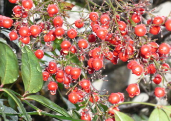 c0043055_14020710.jpg
