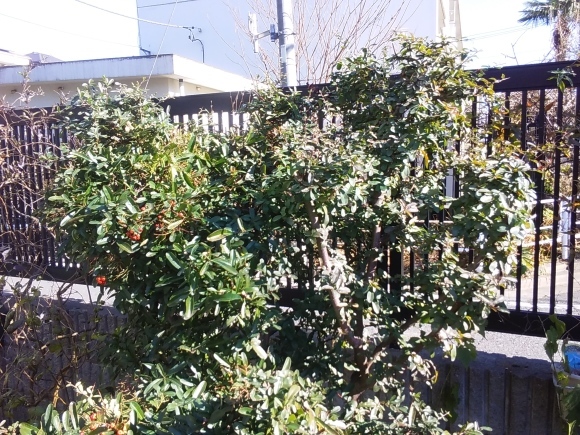 ピラカンサス 猫将軍のミューと あんなこと こんなこと