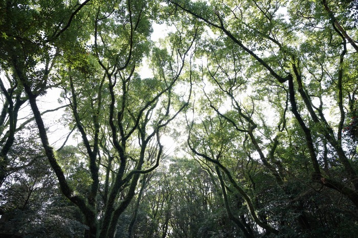 優しい森には 神話が生きてる 熱田神宮です Turfに魅せられて 写真紀行 優しい森には 神話が生きてる 熱田神宮です Turfに魅せられて 写真紀行