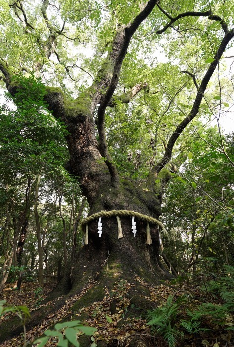優しい森には 神話が生きてる 熱田神宮です Turfに魅せられて 写真紀行 優しい森には 神話が生きてる 熱田神宮です Turfに魅せられて 写真紀行