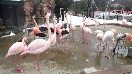 雪の動物園_c0248067_14444618.jpg